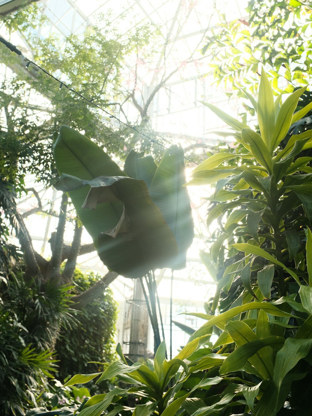 Sunlight streaming through the glass roof of a garden filled with green plants